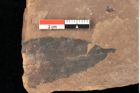Foto (Detailansicht) von Asterocalyx styriacus Ettingshausen (NHMW-GEO-2024-0188-0428)